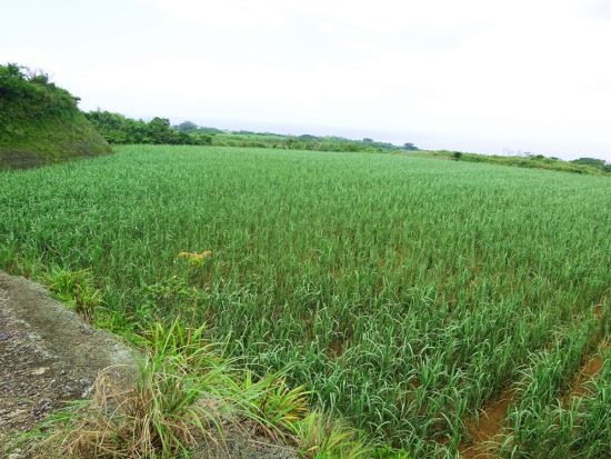 ＼山下ガイドと行く／　映画ロケ地めぐりツアー『深呼吸の必要』『男はつらいよ』など名作映画の撮影地をご案内！＜3時間 or 1日＞by 沖永良部島エコツアーネット