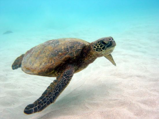 ケアウホウ湾　シーカヤック＆シュノーケリングツアー ＜英語ガイド／軽食付き＞by オーシャンサファリ・カヤック