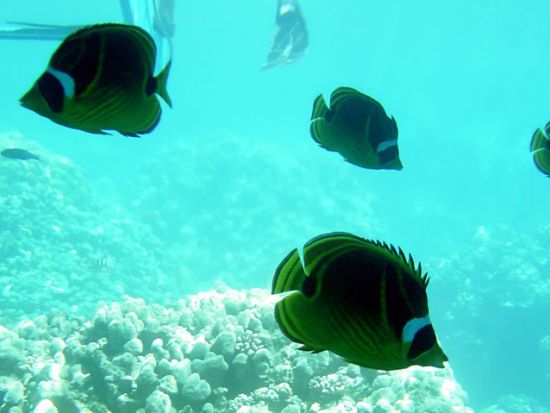 ケアウホウ湾　シーカヤック＆シュノーケリングツアー ＜英語ガイド／軽食付き＞by オーシャンサファリ・カヤック