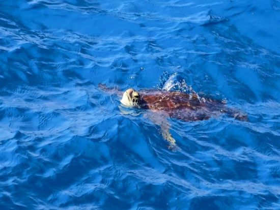 ＼山下ガイドと行く／　浜めぐり島内観光ツアー 海岸線を散策しながら絶景ポイントをご案内！移動は車で楽々！＜3時間 or 1日＞ by 沖永良部島エコツアーネット