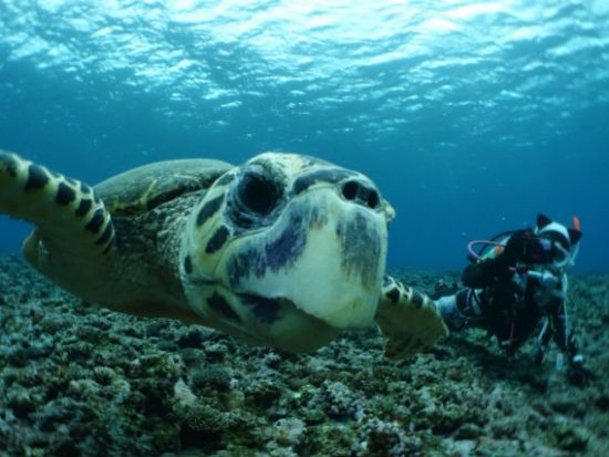 体験ダイビング  ビーチ＋ボートの2ダイブ 沖永良部の海で様々な生物に会いに行こう ＜水中写真プレゼント付き＞ by シードリーム沖永良部