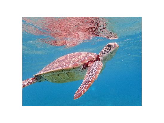 シュノーケリング 3歳から参加OK　足のつく浅場でしっかりレクチャー　＜半日／龍郷町・笠利町一部エリア送迎可＞byプチリゾート ネイティブシー奄美