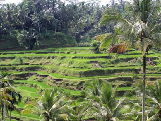 エレファントサファリパークツアー　ライステラス鑑賞やウブド観光も楽しめる ＜ビュッフェランチ付き／日本語ガイド＞by JTB