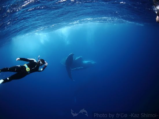 ホエールスイム（Cカード保持者限定） 半日または1日プランから選択可 ＜1～3月末／名瀬＞ by マリンスポーツ奄美