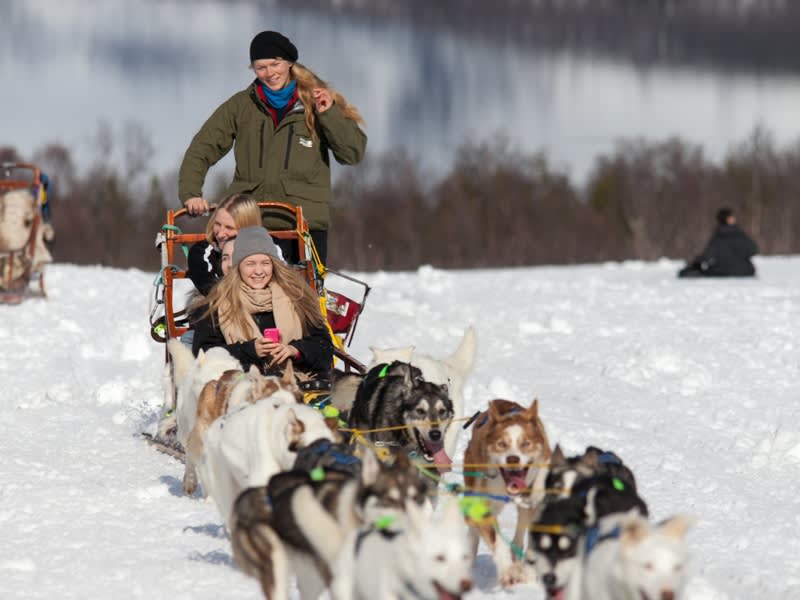 alaskan huskies, sled ride, tromso, norway