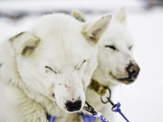 犬ぞり体験ツアー ハスキーたちと駆け巡る白銀の世界！ノルウェー伝統料理のランチ付き＜11～4月／午前／英語ガイド／トロムソ発＞