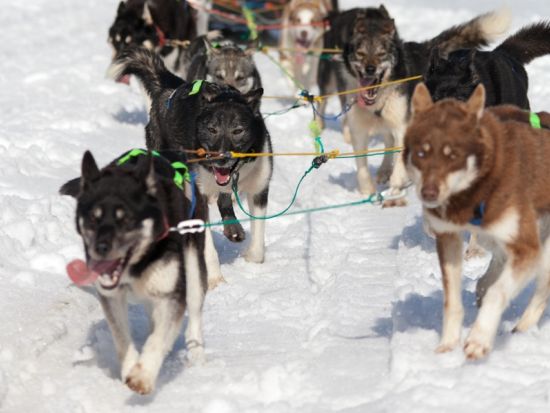 スリリングに駆け抜ける！白銀の犬ぞり運転体験ツアー ノルウェー伝統料理のランチ付き＜11～4月／午前／英語ガイド／トロムソ発＞