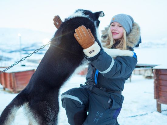 スリリングに駆け抜ける！白銀の犬ぞり運転体験ツアー ノルウェー伝統料理のランチ付き＜11～4月／午前／英語ガイド／トロムソ発＞