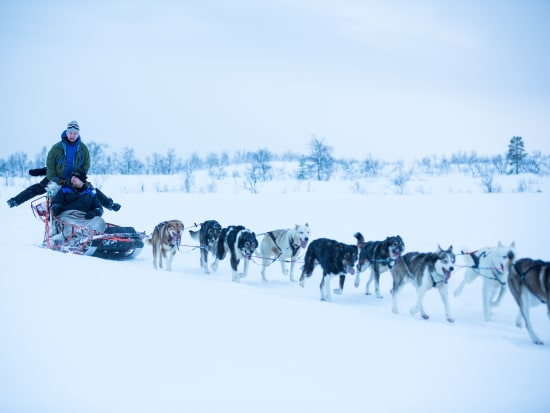 huskies, dog sledding, norway, tromso