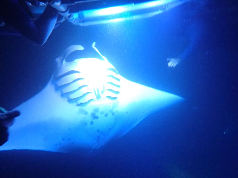 night manta ray
