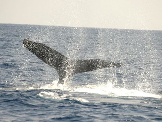 o0400026713582118751