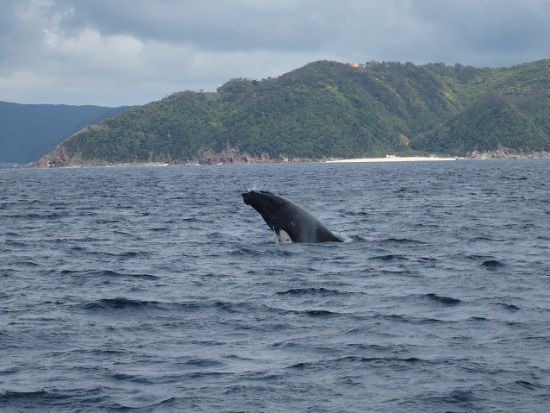 【ホエールウォッチング】ザトウクジラに会いに行こう！1日プランは昼食付き＊前日17時までリクエスト可 ＜半日or1日／1～3月／龍郷町＞ byネイティブシー奄美