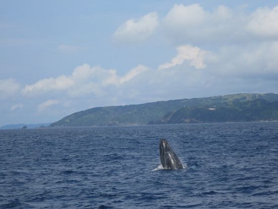 【ホエールウォッチング】ザトウクジラに会いに行こう！1日プランは昼食付き＊前日17時までリクエスト可 ＜半日or1日／1～3月／龍郷町＞ byネイティブシー奄美