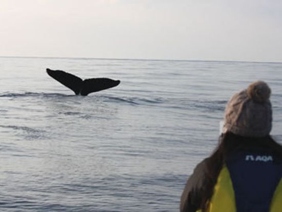 o0400026713582118751