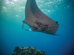 manta