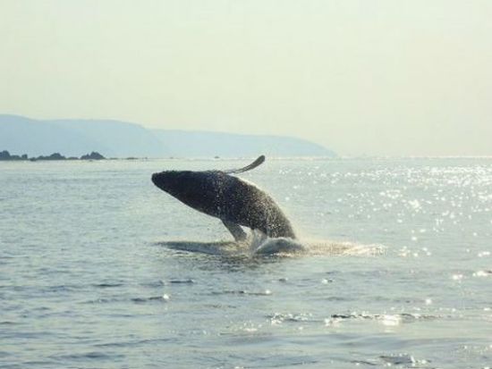 【ホエールウォッチング】ザトウクジラに会いに行こう！1日プランは昼食付き＊前日17時までリクエスト可 ＜半日or1日／1～3月／龍郷町＞ byネイティブシー奄美