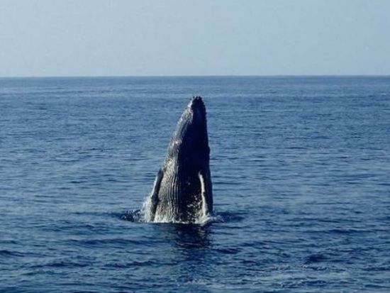 【ホエールウォッチング】ザトウクジラに会いに行こう！1日プランは昼食付き＊前日17時までリクエスト可 ＜半日or1日／1～3月／龍郷町＞ byネイティブシー奄美
