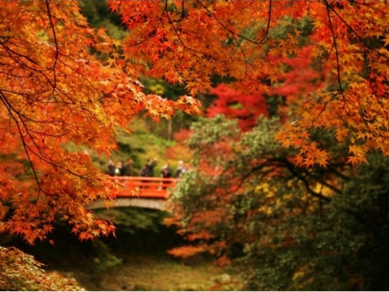 Go Toトラベル 紅葉バスツアー あだし野念仏寺 高雄 槇尾散策 高山寺 11 2 12 2 昼食付 京都駅発 By京都定期観光バス 京都の観光 遊び 体験 レジャー専門予約サイト Veltra ベルトラ