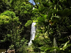 Hawaii_Maui_Temptation Tours_Hana Tropical Garden