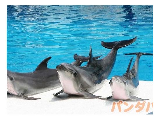 サファリワールド＋マリンパーク 入場チケット 虎にライオン＆世界最大のキリンの群れ　イルカのショーも楽しめるテーマパーク