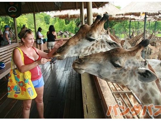 サファリワールド＋マリンパーク 入場チケット 虎にライオン＆世界最大のキリンの群れ　イルカのショーも楽しめるテーマパーク