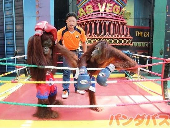 サファリワールド＋マリンパーク 入場チケット 虎にライオン＆世界最大のキリンの群れ　イルカのショーも楽しめるテーマパーク