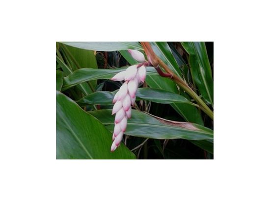 一棟貸切りスパ　月桃を使用した選べるスパメニュー！選べるミニマッサージ3つ付き＜与那覇前浜ビーチ近く＞