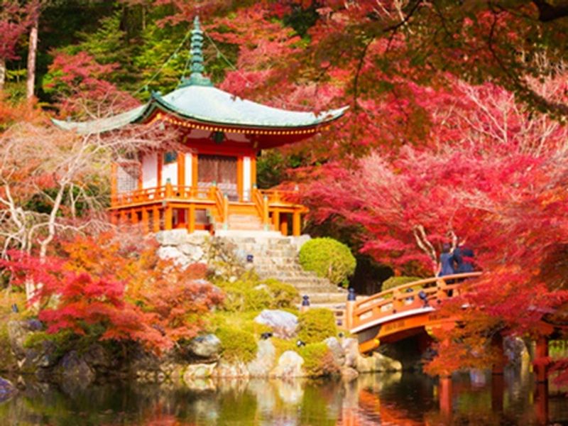 紅葉の世界遺産 醍醐寺 金堂 五重塔や三宝院 秋の特別公開 土瓶蒸し 松茸御飯など秋の味覚満載の昼食 10 24 12 6限定 京都の観光 遊び 体験 レジャー専門予約サイト Veltra ベルトラ