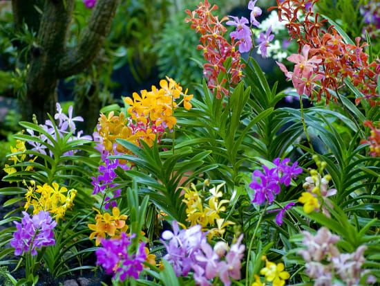 Private City Tour of Singapore with Entry to National Orchid Garden ...