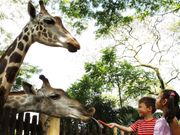 Singapore Zoo