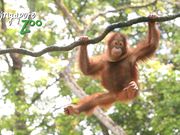 Singapore Zoo