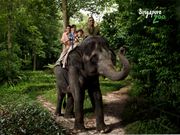 Singapore Zoo