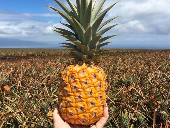 マウイ島 パイナップルファームツアー　試食やパイナップルプレゼントあり
