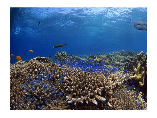 アイランドホッピング 人気の2島巡り ヒルトゥガン島＆ソルパ島 体験ダイビング付き！初めてでも安心のダイビング講習あり＜混載／現地ガイド日本語可／BBQランチ＞