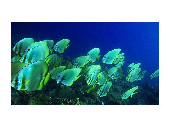 アイランドホッピング 人気の2島巡り ヒルトゥガン島＆ソルパ島 体験ダイビング付き！初めてでも安心のダイビング講習あり＜混載／現地ガイド日本語可／BBQランチ＞