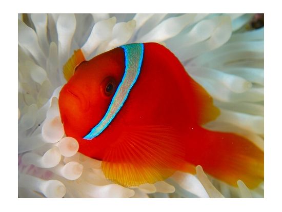 PADI オープンウォーター／アドバンス ダイビングライセンス取得コース e-ラーニングで時短！＜混載／2日間＞by エメラルドグリーンダイビングセンター