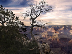 USA_Arizona_Kaibab National Forest