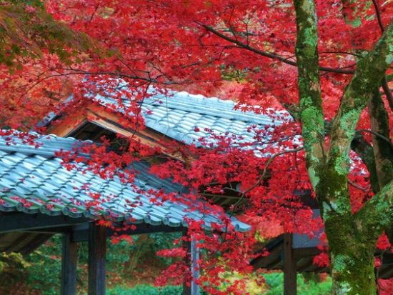 日本の紅葉百選 湖東三山と永源寺めぐり 観光バスツアー 錦秋の衣を纏う近江路を訪ねる 16 11 5 12 4限定 昼食付 長浜 米原 彦根駅 By湖国バス 滋賀の観光 遊び 体験 レジャー専門予約サイト Veltra ベルトラ 日本の紅葉百選 湖東三山と永源寺めぐり 観光バスツアー 錦秋の衣を纏う近江路を訪ねる 16 11 5 12 4限定 昼食付 長浜 米原 彦根駅 By湖国バス 滋賀の観光 遊び 体験 レジャー専門予約サイト Veltra ベルトラ