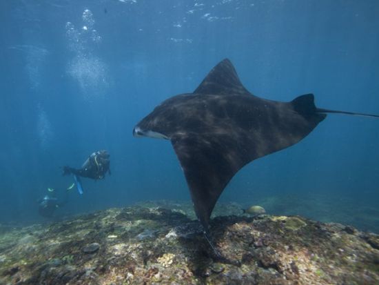 シュノーケリングツアー☆水着だけで参加可能！老舗ダイビングショップが催行する高品質な本格シュノーケリングツアー＜半日～終日／南部エリア無料送迎付＞