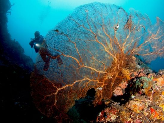 シュノーケリングツアー☆水着だけで参加可能！老舗ダイビングショップが催行する高品質な本格シュノーケリングツアー＜半日～終日／南部エリア無料送迎付＞