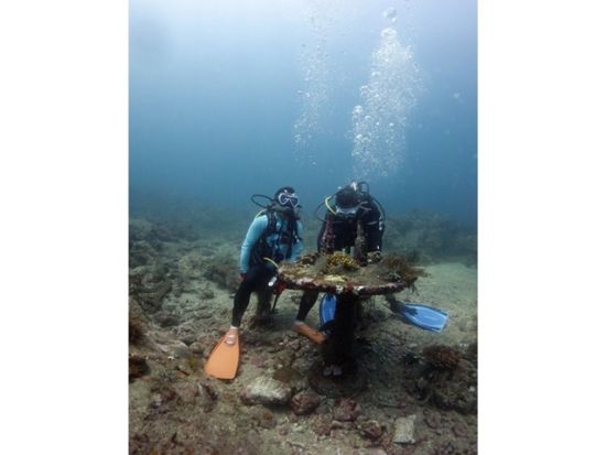 シュノーケリングツアー☆水着だけで参加可能！老舗ダイビングショップが催行する高品質な本格シュノーケリングツアー＜半日～終日／南部エリア無料送迎付＞