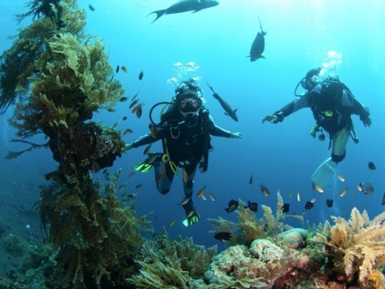 シュノーケリングツアー☆水着だけで参加可能！老舗ダイビングショップが催行する高品質な本格シュノーケリングツアー＜半日～終日／南部エリア無料送迎付＞