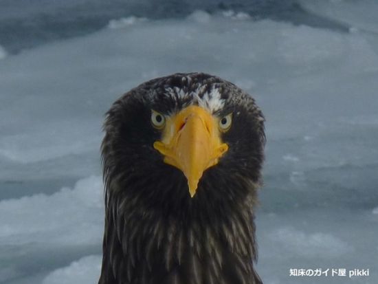 知床ガイド貸切ツアー 1日1組限定！世界自然遺産をオーダーメイドで観光＜半日or終日／斜里町発＞ by 知床のガイド屋 pikki