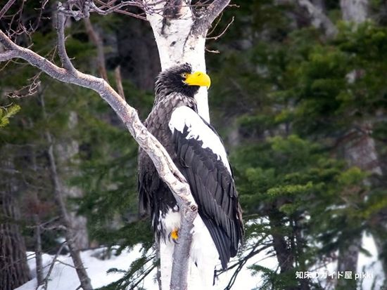 12745905_825183367592395_960306325254342562_n