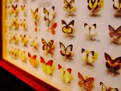 Sentosa Butterfly Park and Insect Kingdom