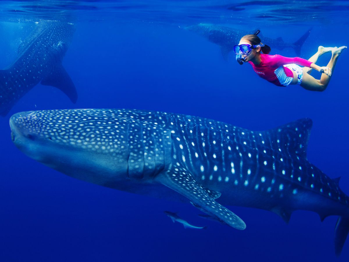 早朝出発！ジンベイザメシュノーケリングツアー 選べる昼食込みの