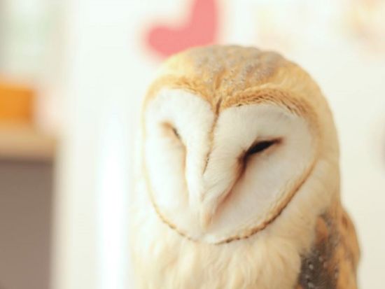 【フクロウカフェ・原宿店】事前予約で優先案内！ふわふわのフクロウとふれあい体験＜ワンドリンク付＞by ふくろうの里 原宿店