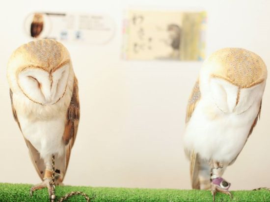 【フクロウカフェ・原宿店】事前予約で優先案内！ふわふわのフクロウとふれあい体験＜ワンドリンク付＞by ふくろうの里 原宿店