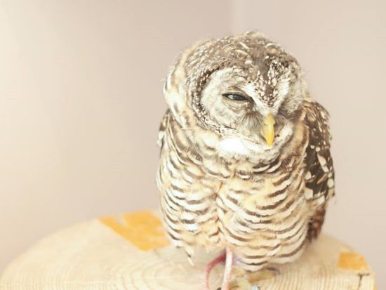 【フクロウカフェ・原宿店】事前予約で優先案内！ふわふわのフクロウとふれあい体験＜ワンドリンク付＞by ふくろうの里 原宿店