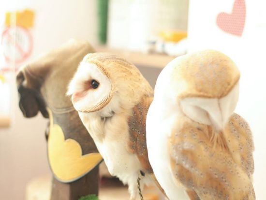 【フクロウカフェ・原宿店】事前予約で優先案内！ふわふわのフクロウとふれあい体験＜ワンドリンク付＞by ふくろうの里 原宿店